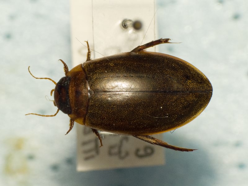 Dytiscidae Leach, 1815